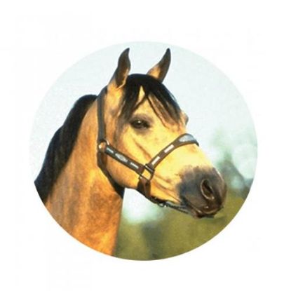 Picture of Acrylic Photo Action Centre Horsehead